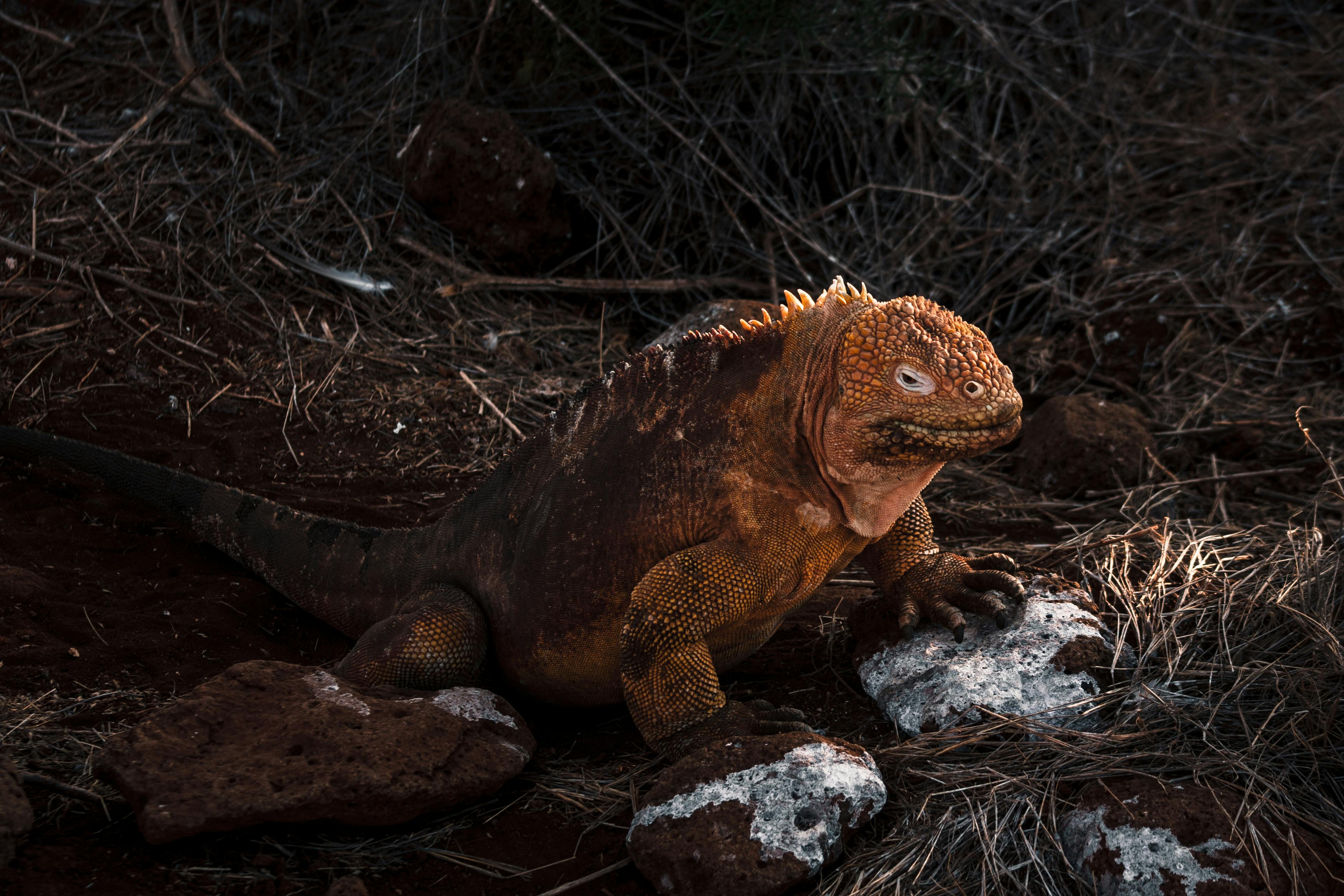 Giant Galápagos tortoise walking through highland mist on Santa Cruz island