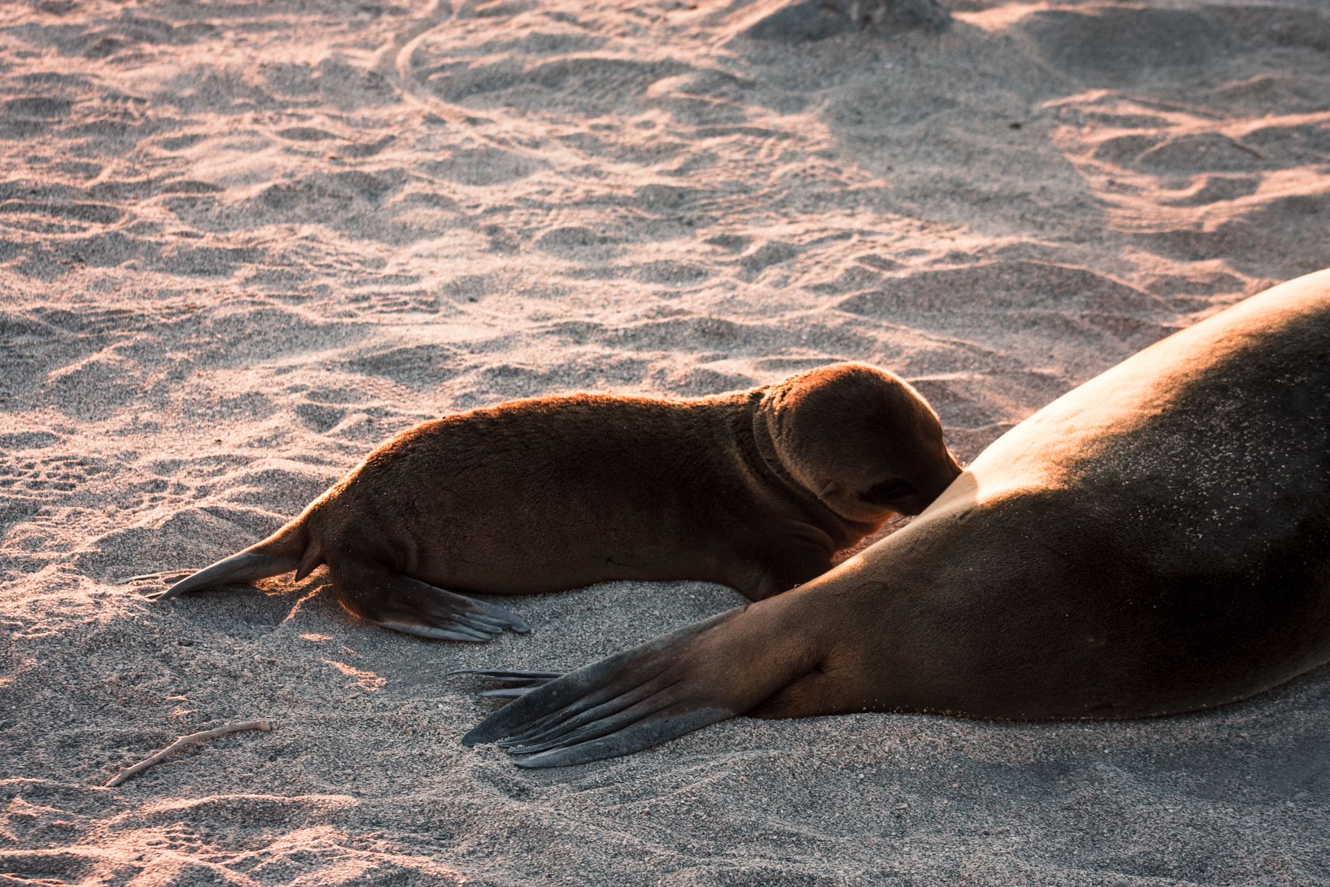 Galapagos Sea Lion Mother and Pup