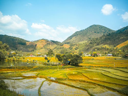 Endless fields of ripe rice