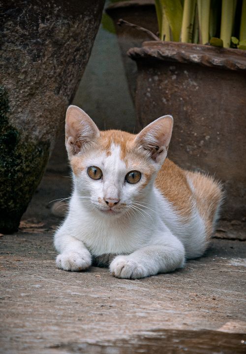 Free Charming young kitten resting on a street pavement, surrounded by rustic pots. Stock Photo
