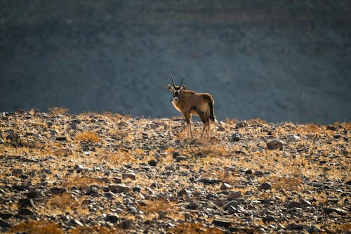 Photos gratuites de animal, antilope, automne