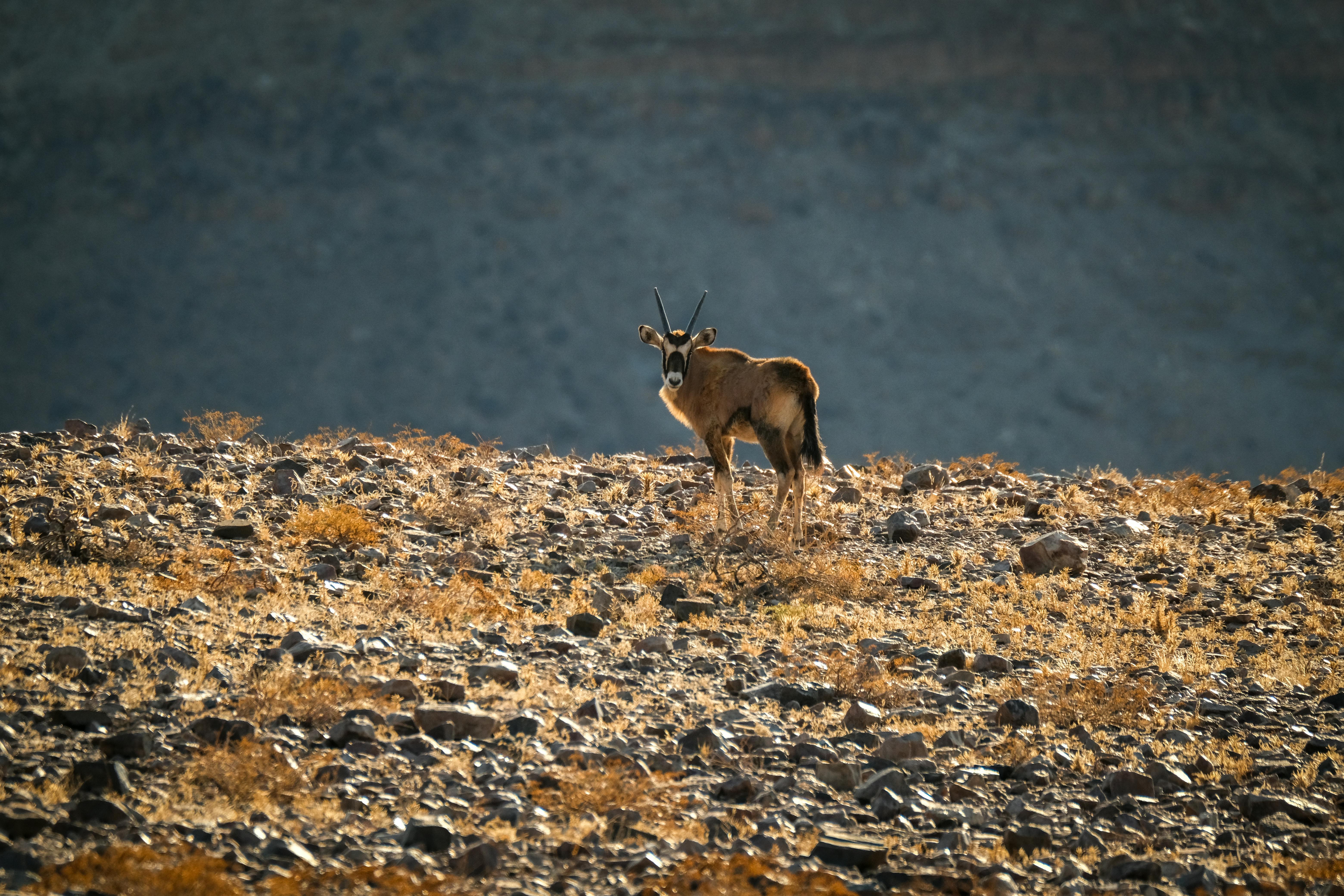 Gratuit Photos gratuites de Afrique du Sud-Ouest, animal, animal à cornes Photos