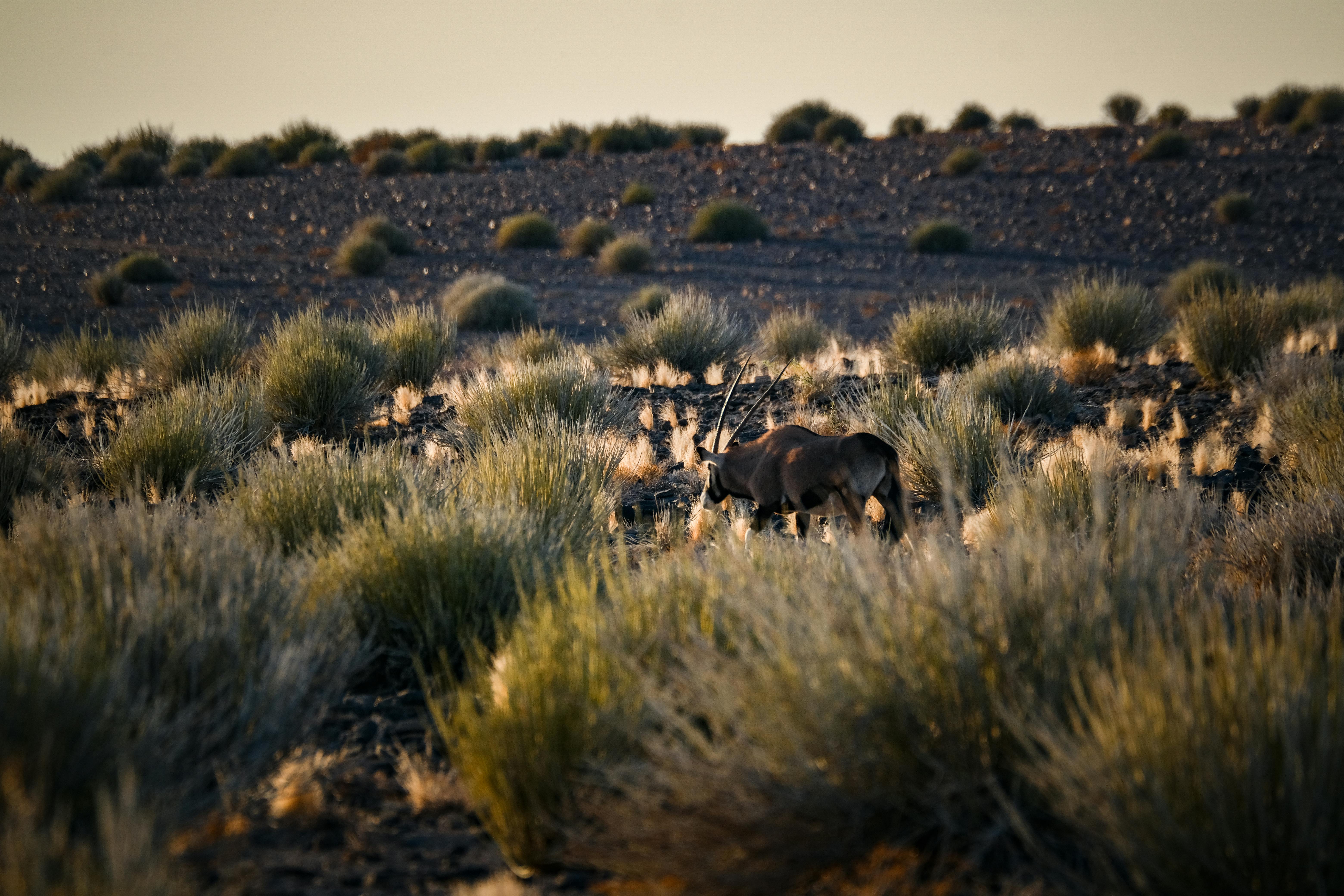 Namibie — paysage de voyage Amanéa
