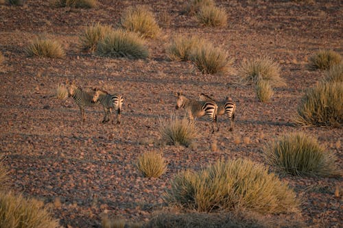 Photos gratuites de antilope, buisson, désert