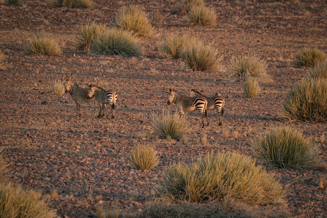 Immagine gratuita di antilope, barbaro, cespuglio