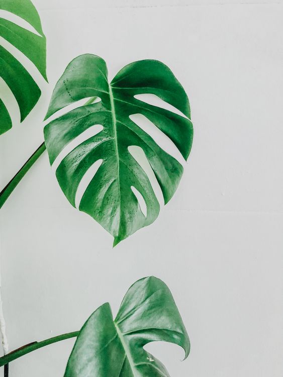 philodendron white wizard kaufen Philodendron White Wizard Rare Plant (Philodendron erubescens) – Jungle  Relics main image 0