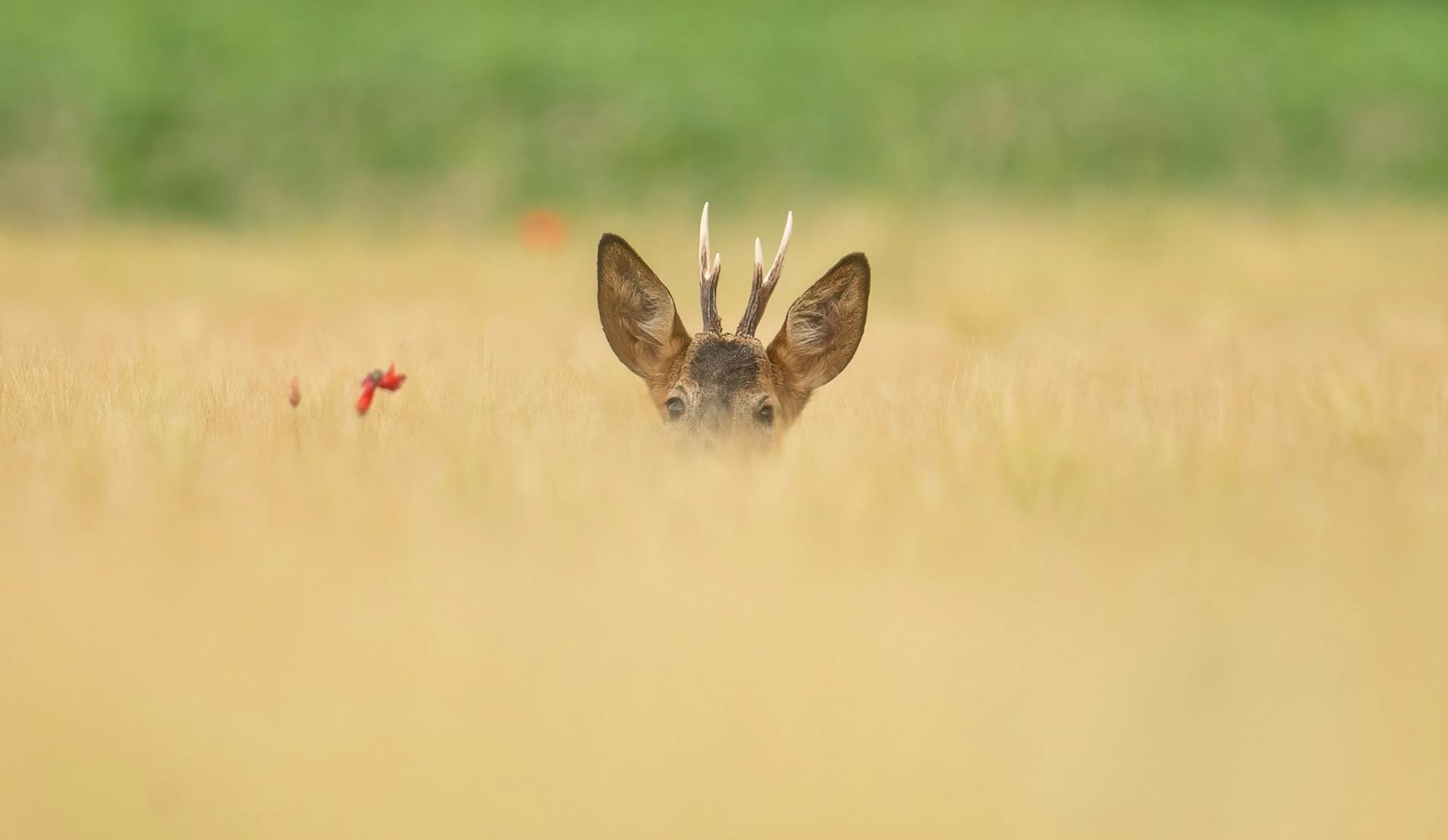 Vue rapprochée du sommet de la tête de cerf visible au-dessus de l'herbe sèche sur un champ