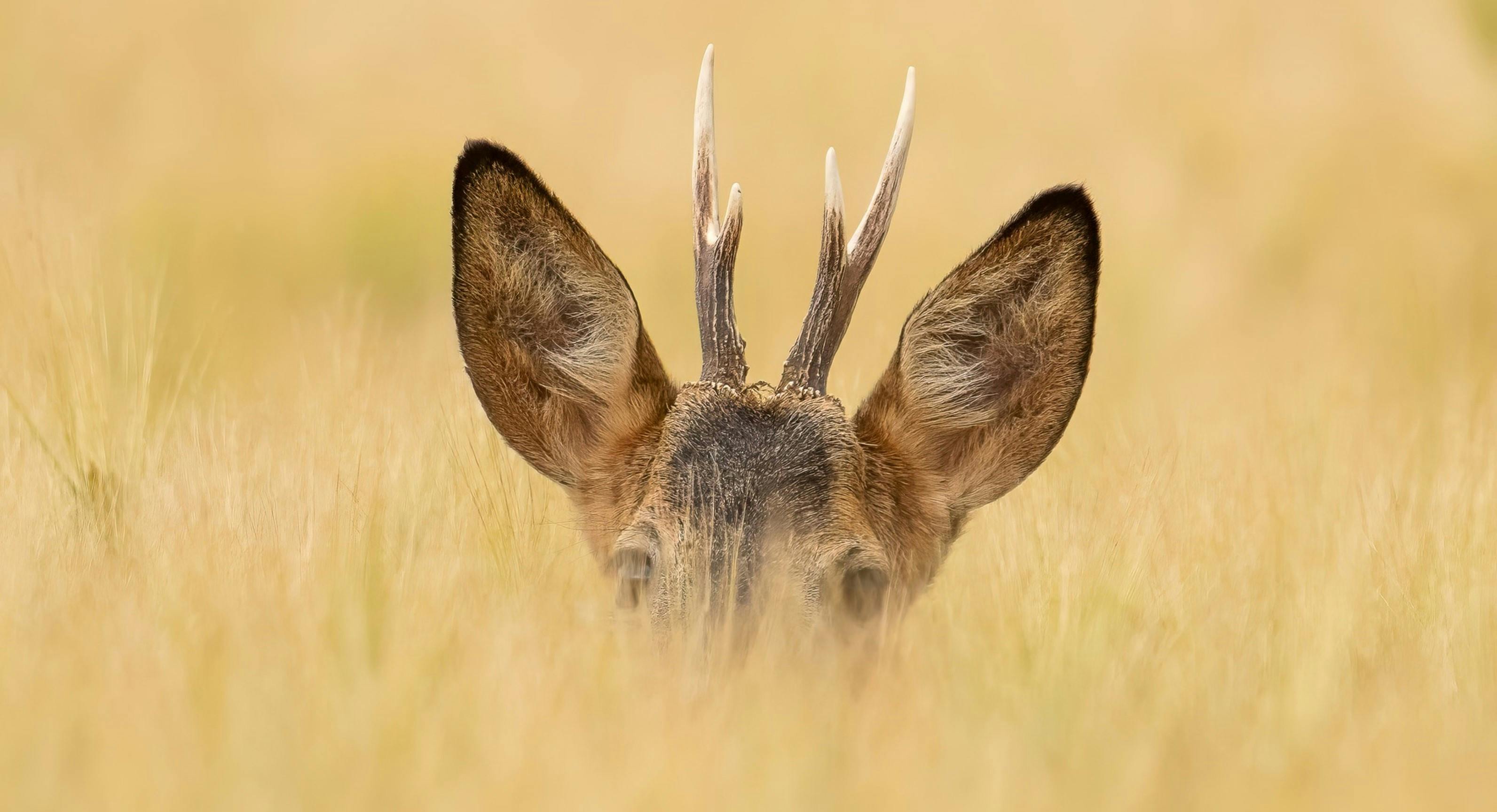 grátis Foto profissional grátis de @exterior, adular, África Foto profissional