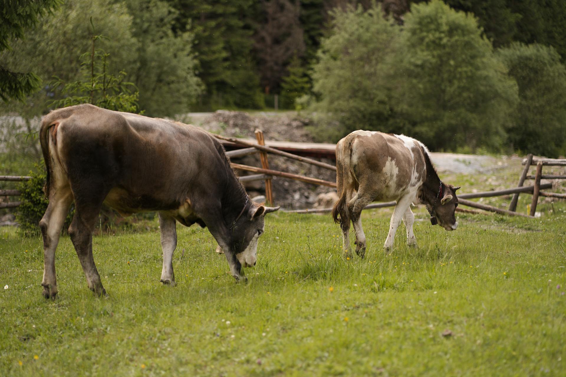 View of Cows on the Pasture