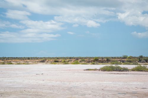Free Vast desert scene under a clear blue sky, featuring sparse greenery and distant horizon. Stock Photo
