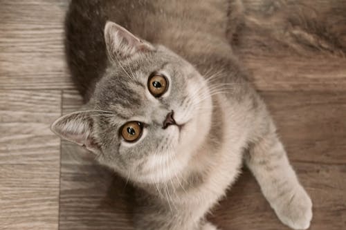 Безкоштовне стокове фото на тему «вуха тварин, кішка, милий»