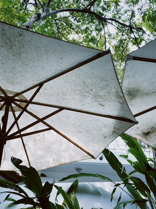 bağbozumu, şemsiye, Yaprak içeren Ücretsiz stok fotoğraf