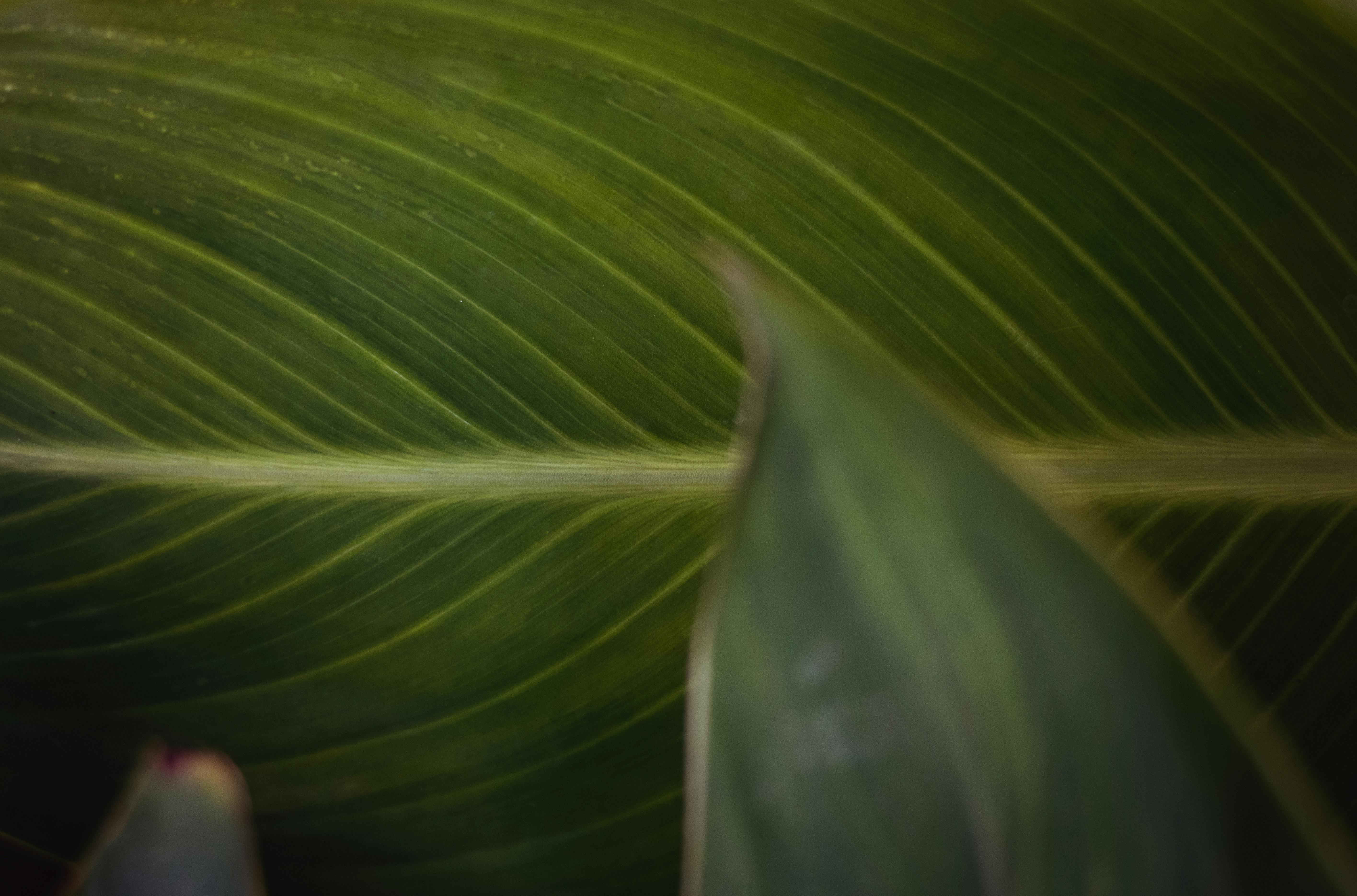 Free stock photo of beauty in nature, dark green, dark green plants