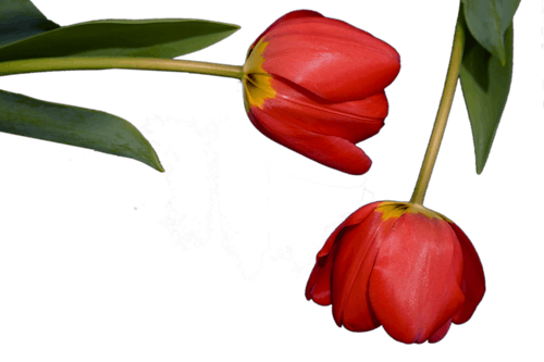 Gratis stockfoto met bloeiend, bloem, bloemen