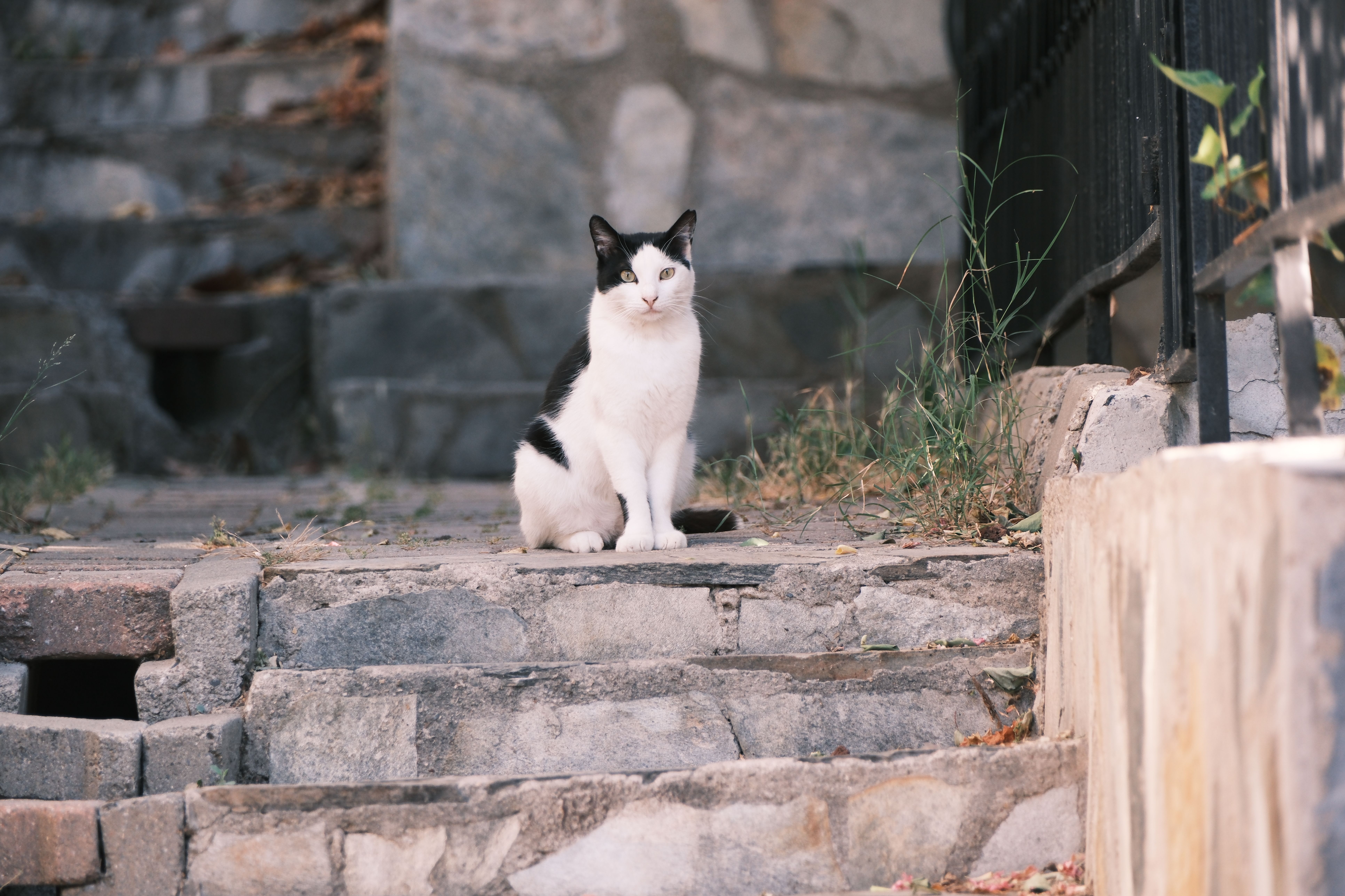 A Black and White Cat Sitting on the Steps · Free Stock Photo
