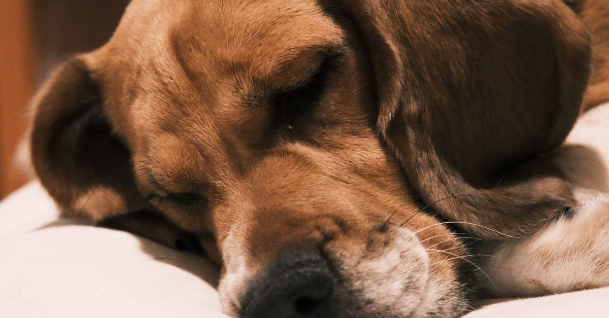 Gene-Edited Beagles Offer Allergy-Free Companionship