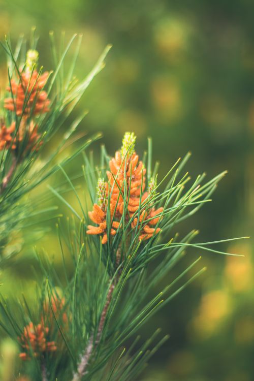 Free Bright close-up of pine needles and immature cones in natural daylight. Stock Photo