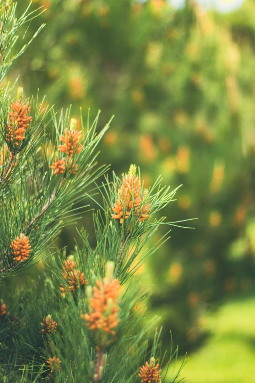 Free Close-up of pine branches with orange cones against a blurred green forest background, showcasing natural beauty. Stock Photo