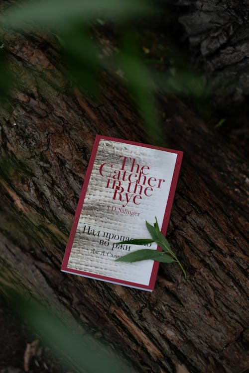 Free The father's book is sitting on top of a tree stump Stock Photo