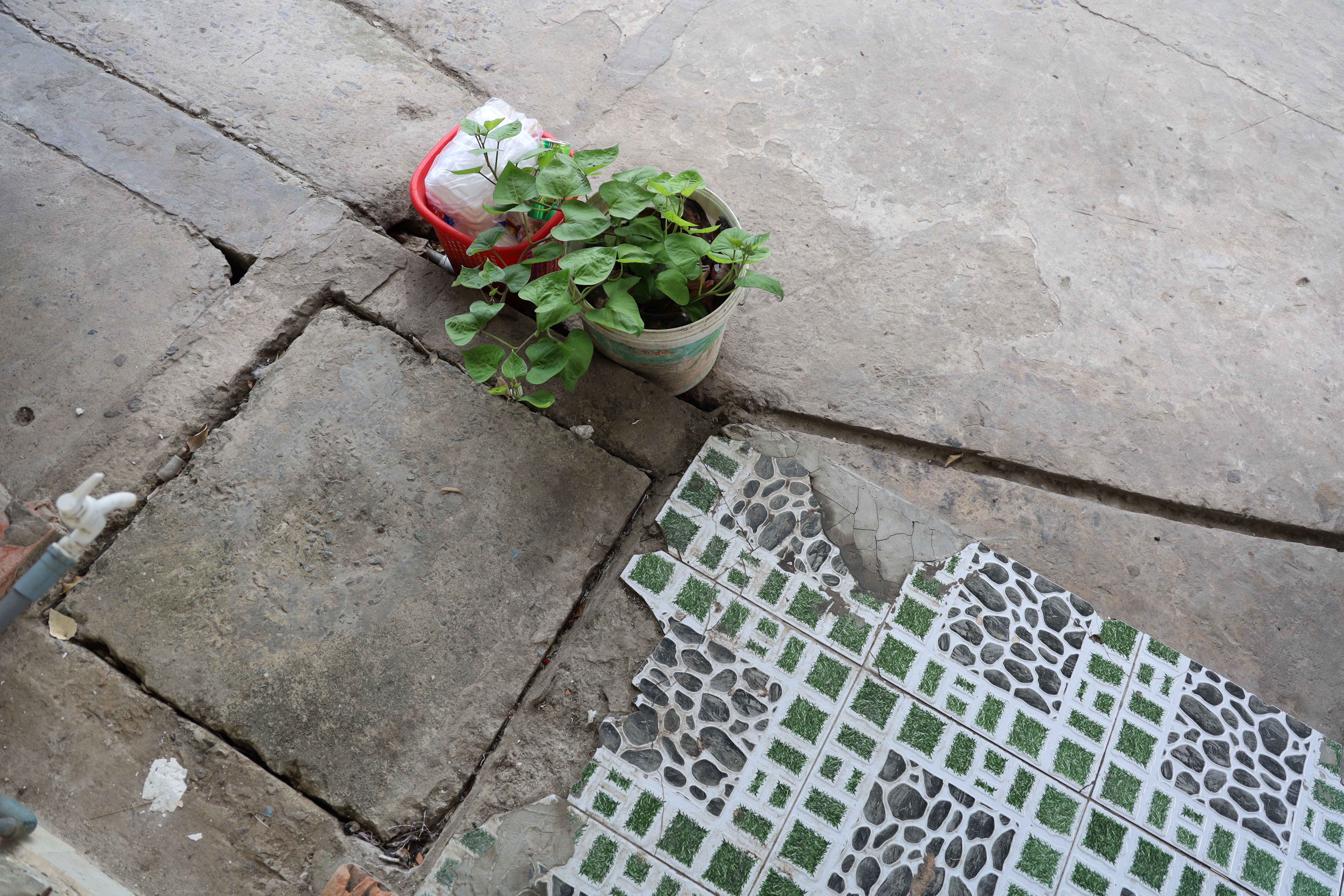 Plants Evolved Rapidly Across Cities Globally to Cope with Urban Stress