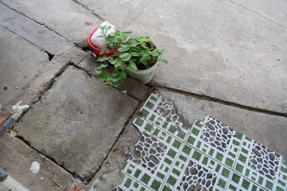 Plants Evolved Rapidly Across Cities Globally to Cope with Urban Stress