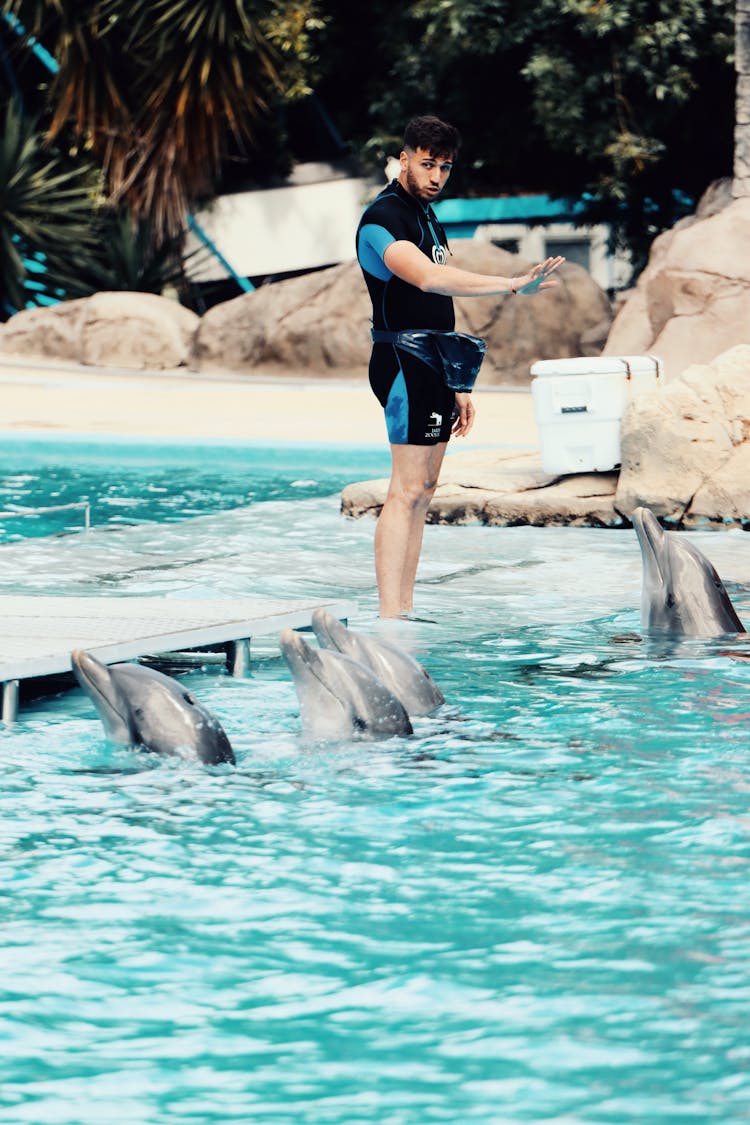 Man Training Dolphins