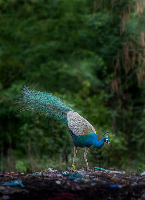 Gratis stockfoto met beest, buiten, dieren in het wild