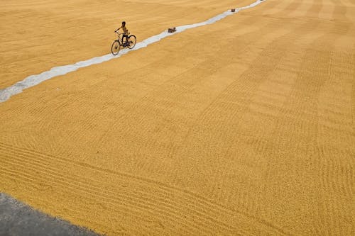 Cycle on the rice mill 3.