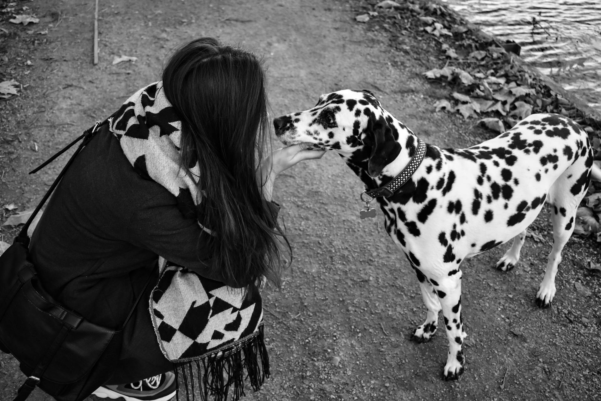 Photo of Woman Touching Dalmatian Dog