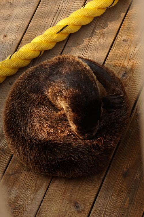 Free A Small-Clawed Otter curled up on a wooden deck in natural lighting. Stock Photo