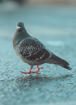 Detailed photo of a pigeon standing on wet pavement in natural light.