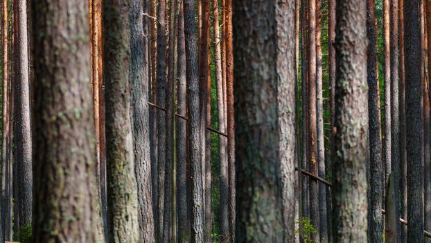 A serene view of tall pine trees in Saint Petersburg forest during daytime.
