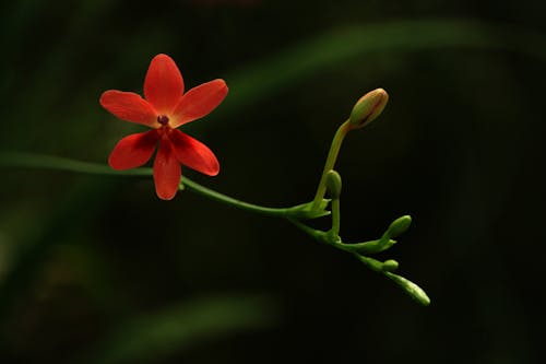 Small red flower against dark green blurred background