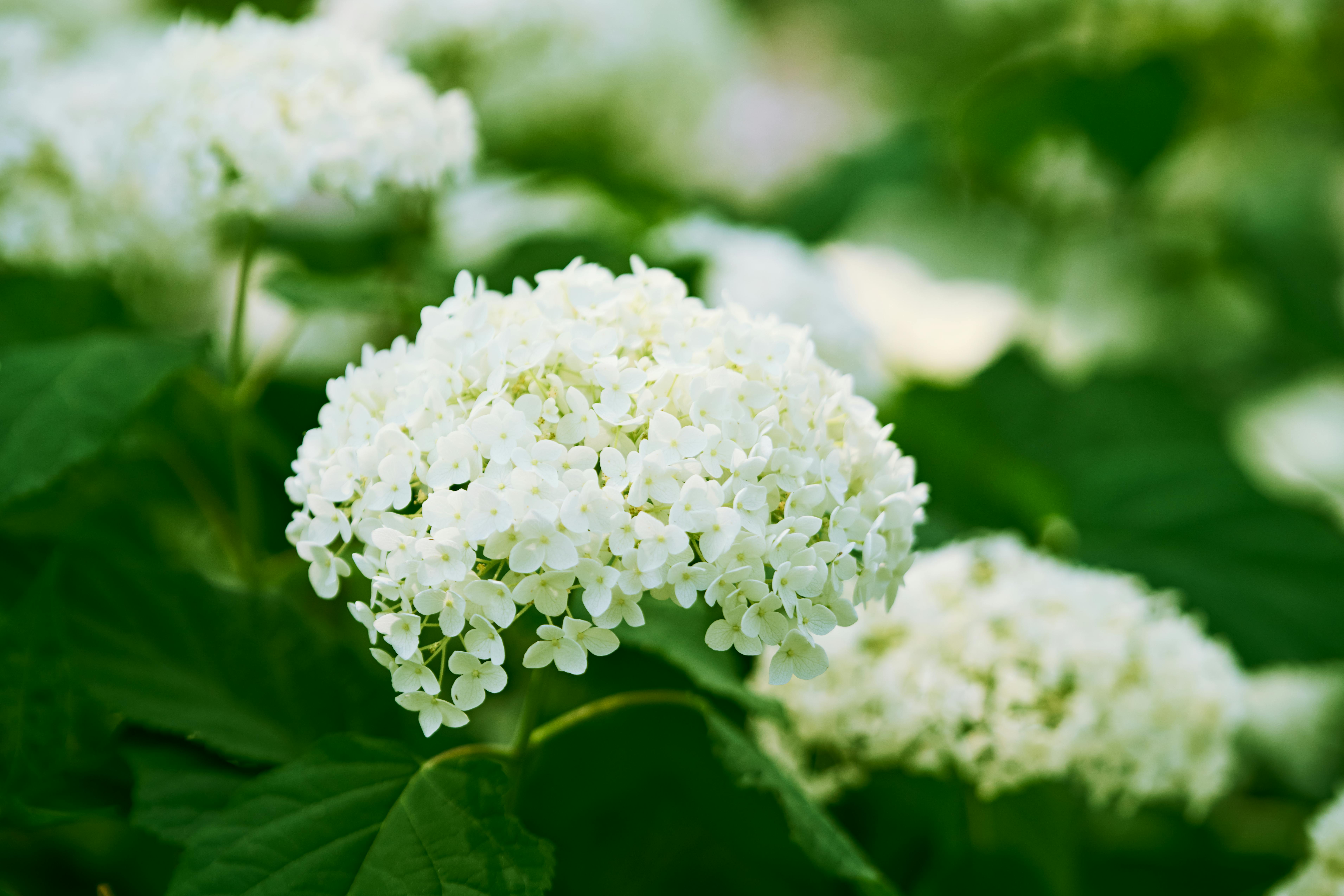 Close-up of white hydrangeas blooming in lush greenery, symbolizing spring nature's beauty.