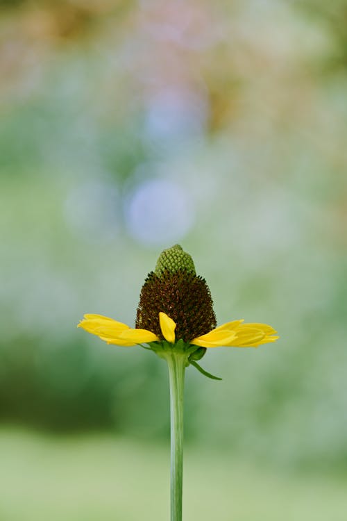 Gratis stockfoto met blad, bloeiend, bloem