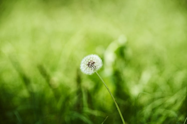 Dandelion Flower On Meadow