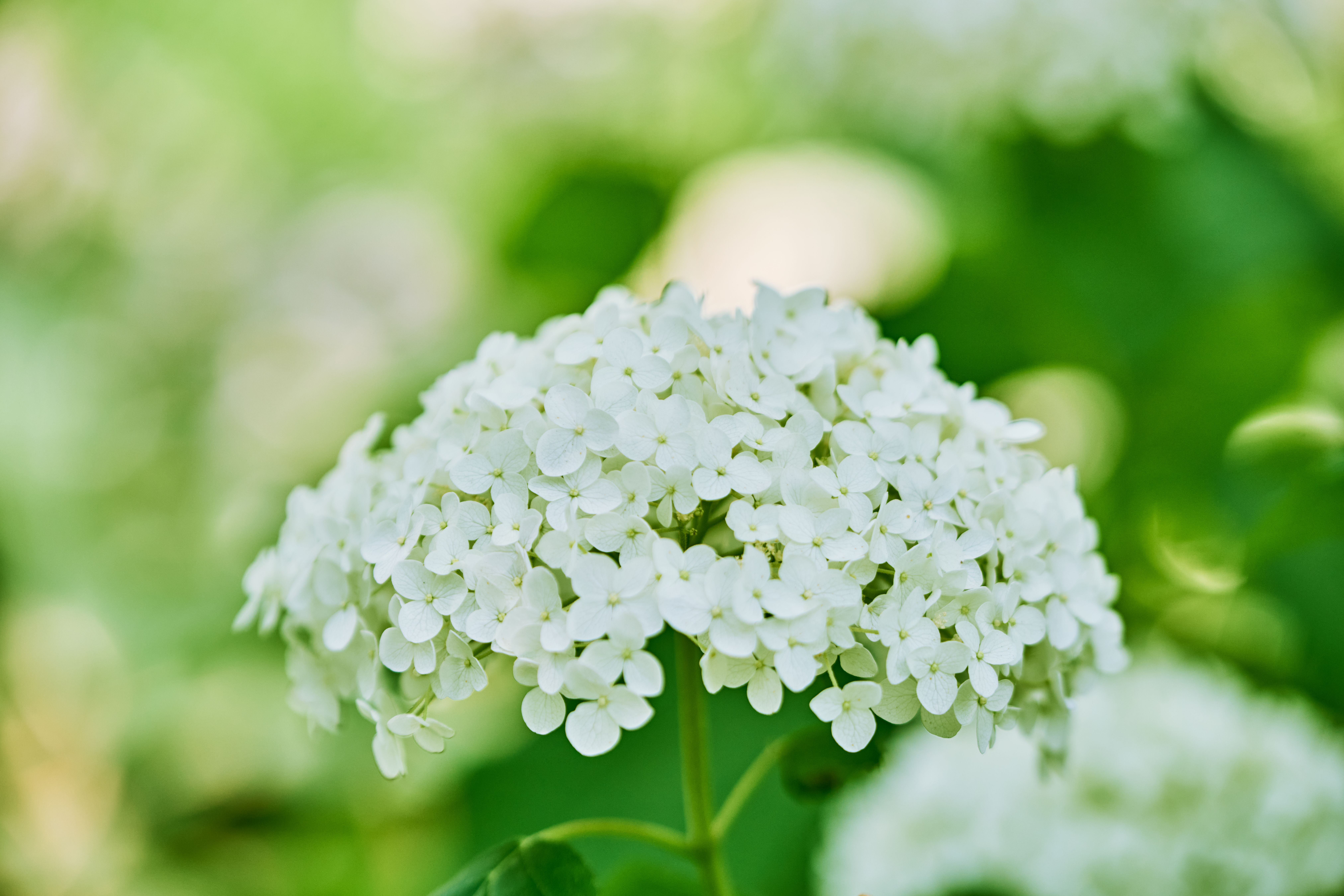 A detailed close-up of a blooming white hydrangea in a lush summer garden.