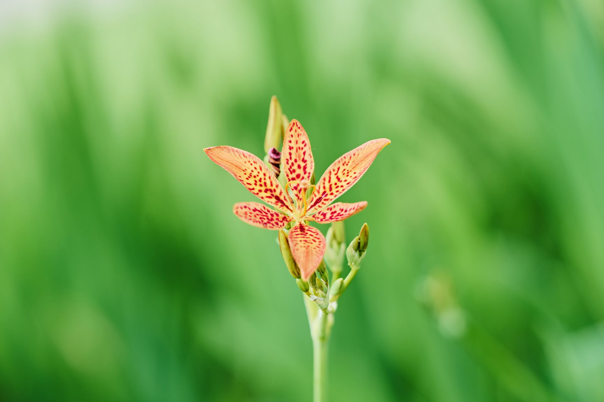 Close-up of a vibrant leopard lily bloom against a blurred green background, showcasing natural beauty.