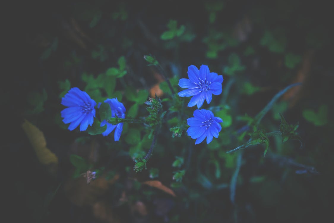 Flor De Pétalos Azules