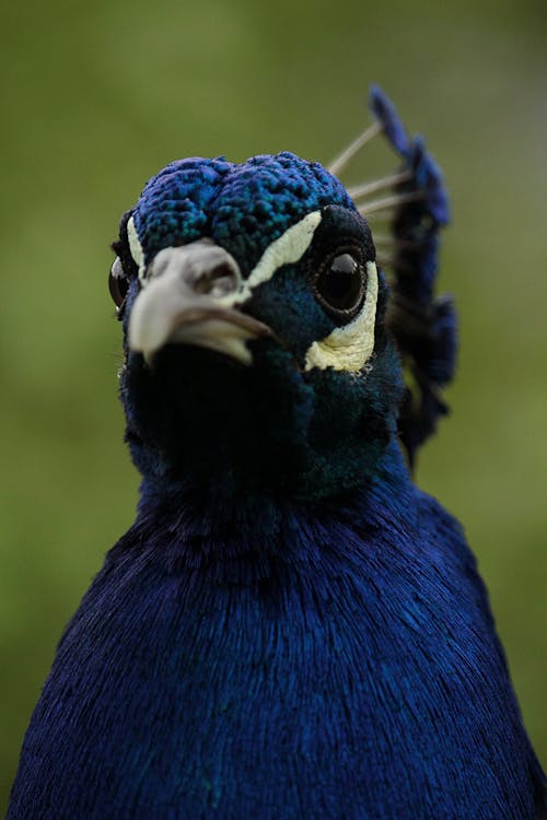 Close-up Photography Of Blue Bird