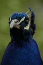 Close-up Photography Of Blue Bird