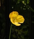 A single yellow flower in front of a black fence