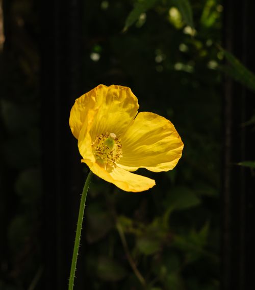 Free Vibrant yellow Iceland poppy bloom against a dark background, showcasing nature's beauty. Stock Photo
