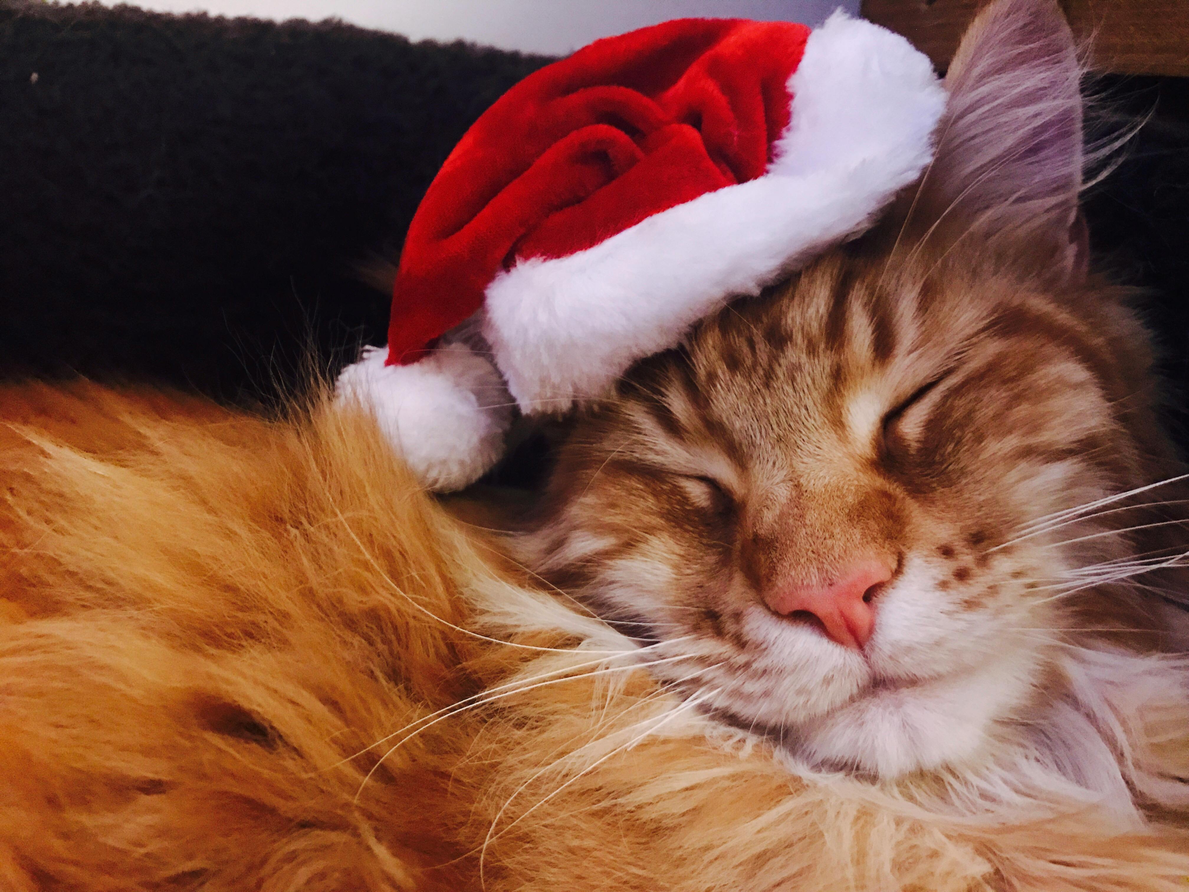お祭り クリスマス クリスマス猫の無料の写真素材