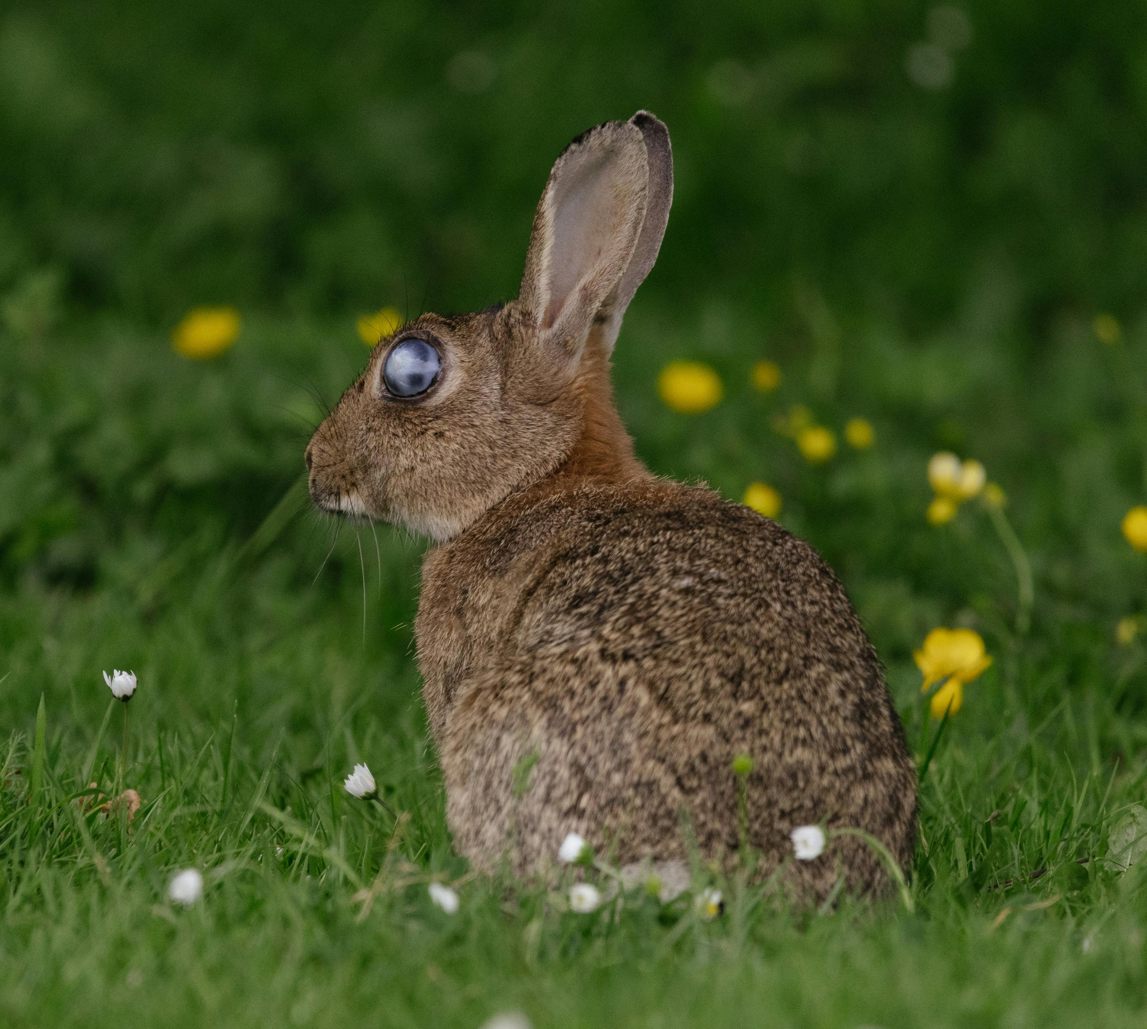 Rabbit on Meadow · Free Stock Photo