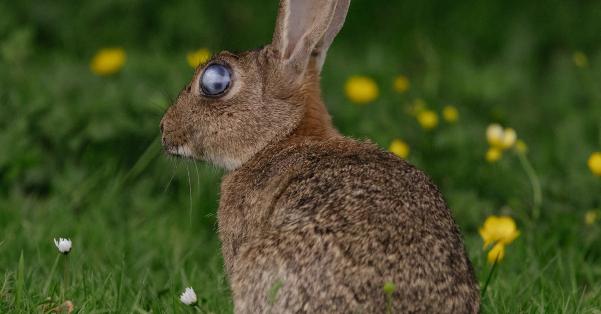 Rabbit on Meadow · Free Stock Photo
