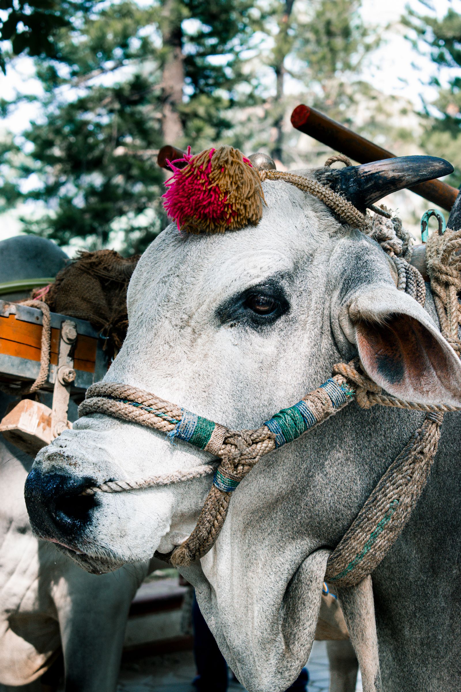 Intaj Cow Indian Cow Photos, Download The BEST Free Indian Cow Stock Photos & HD ...