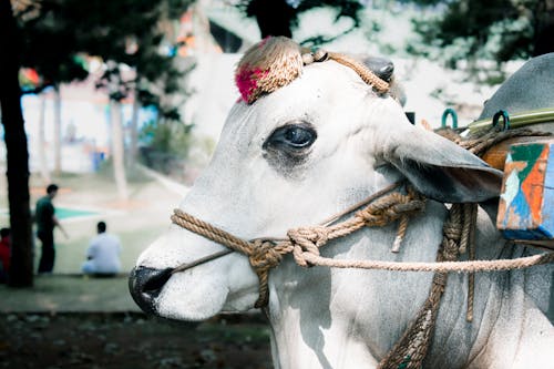 Fotos de stock gratuitas de dios hindú, vaca