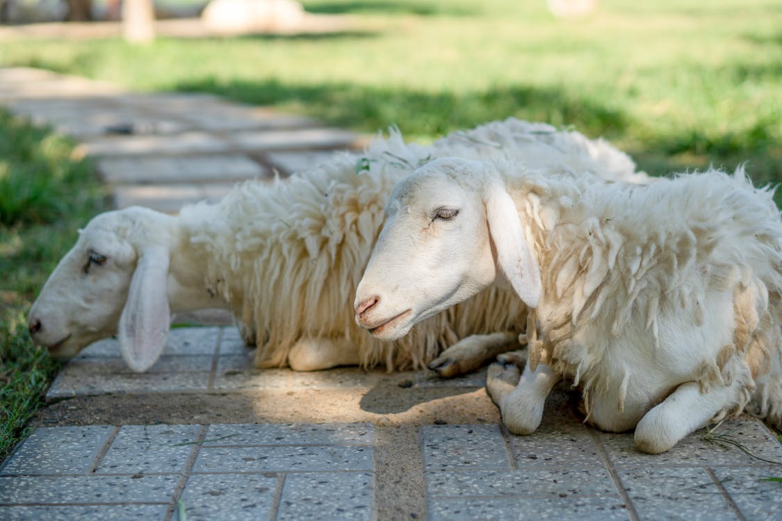 Безкоштовне стокове фото на тему «Вибірковий фокус, вівці, вівця»