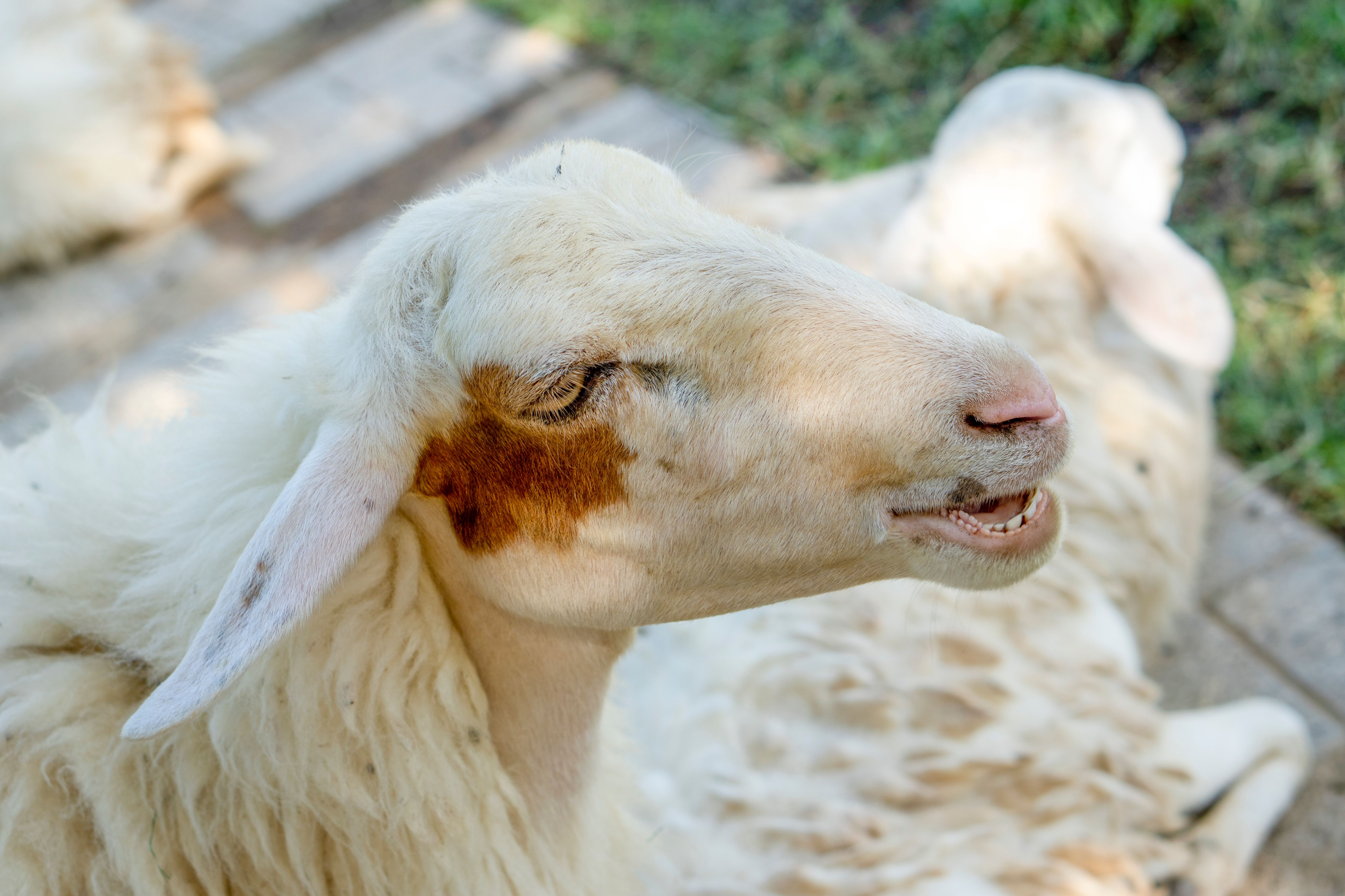 Portrait of Happy Sheep with Brown Birthmark · Free Stock Photo